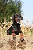 DOBERMANN 566